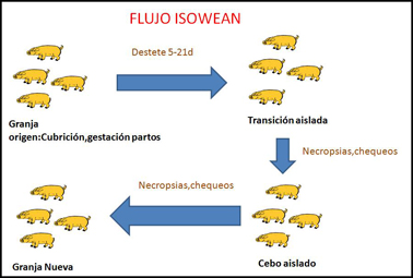 Flujo sistema isowean